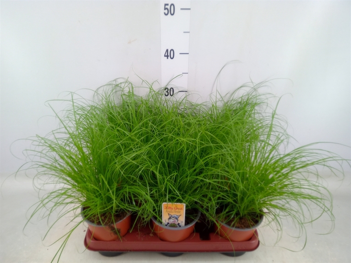 <h4>Cyperus alternifolius 'Zumula'</h4>