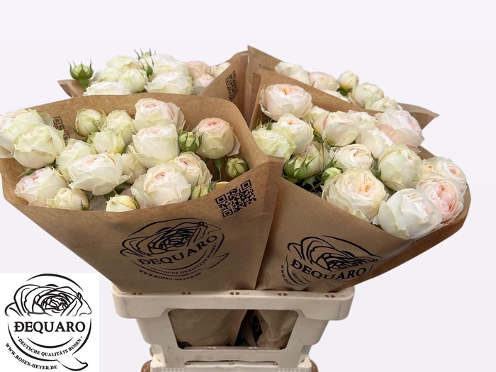 <h4>R TR GRANDMA F ROMY</h4>