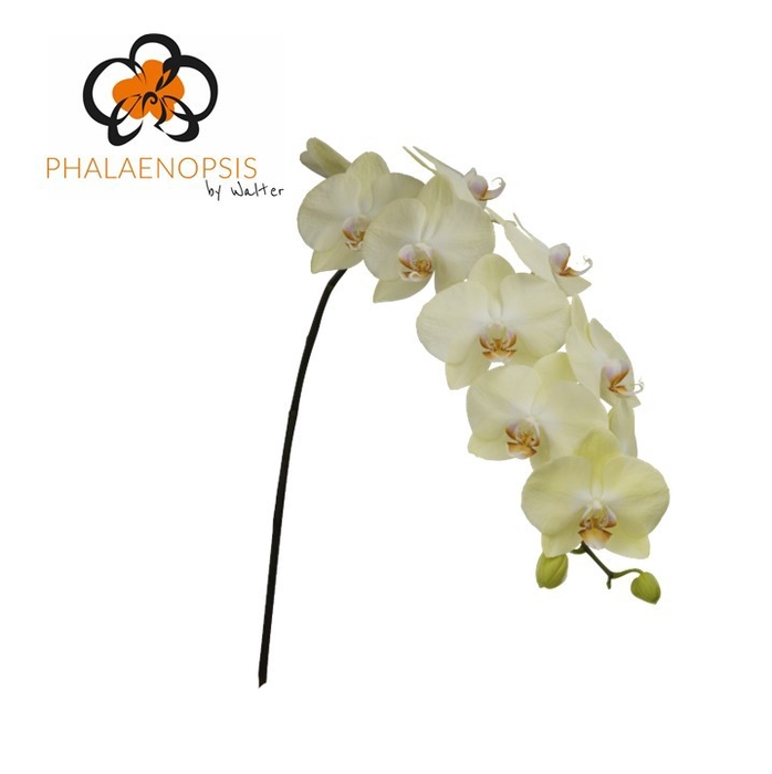 <h4>Phalaenopsis Rising Sun 10-14 Doos</h4>