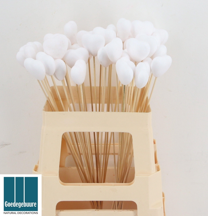 <h4>HARTJE OP STOK H%</h4>