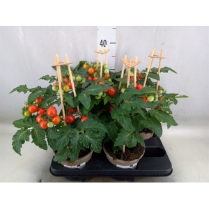 Solanum lycopersicum   ...