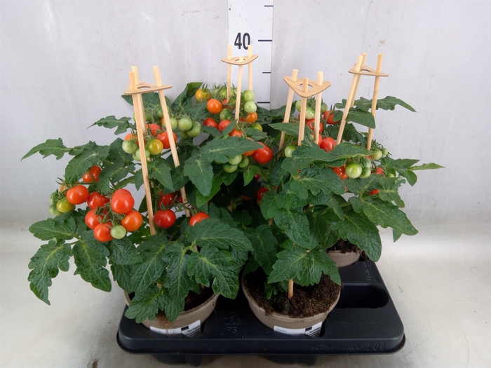 <h4>Solanum lycopersicum   ...</h4>