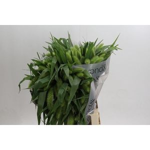 Setaria Italica Volle Melk