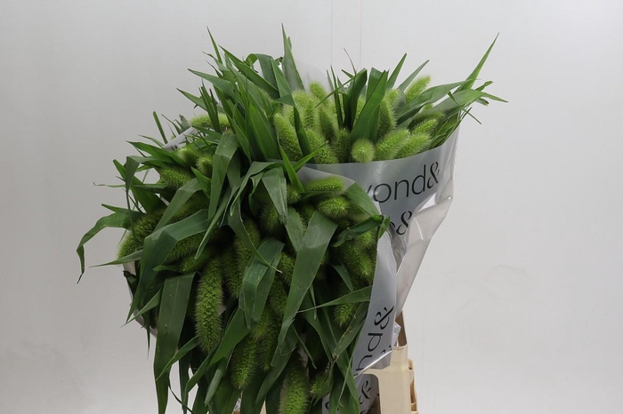 Setaria Italica Volle Melk