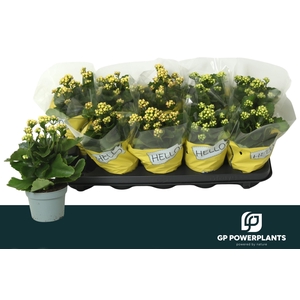 Kal Ge Perfecta Yell