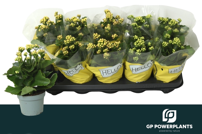 <h4>Kal Ge Perfecta Yell</h4>