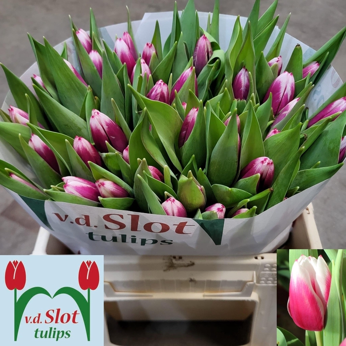 <h4>TU EN KAMALIYA</h4>