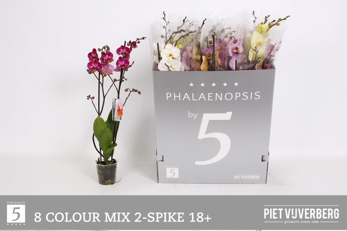 <h4>PHAL GEM 8 KL</h4>