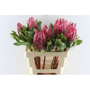 Protea Cy Madiba