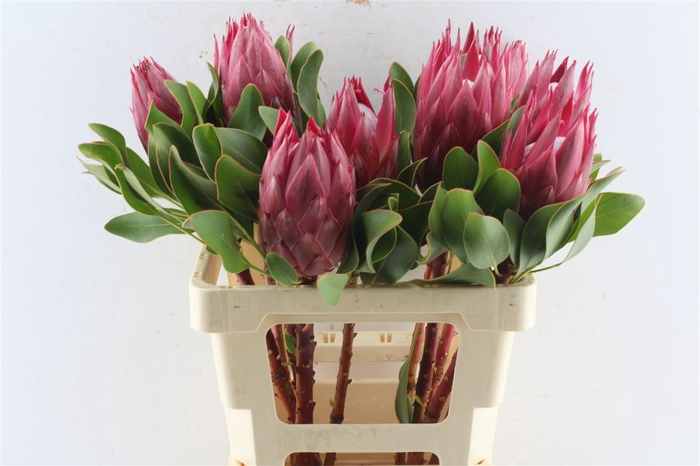 <h4>Protea Cy Madiba</h4>
