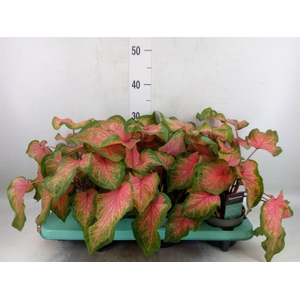 Caladium  'Bicolor Sweetheart'