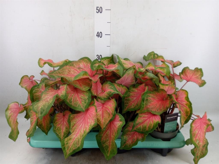 <h4>Caladium  'Bicolor Sweetheart'</h4>