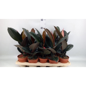Ficus elastica 'Abidjan'