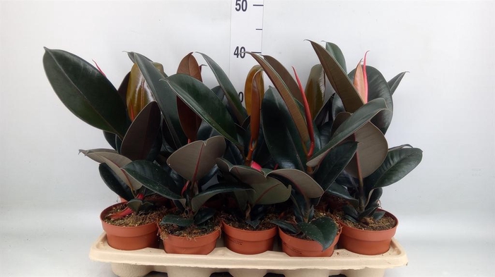 <h4>Ficus elastica 'Abidjan'</h4>