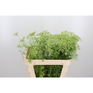 Ammi Majus Graceland