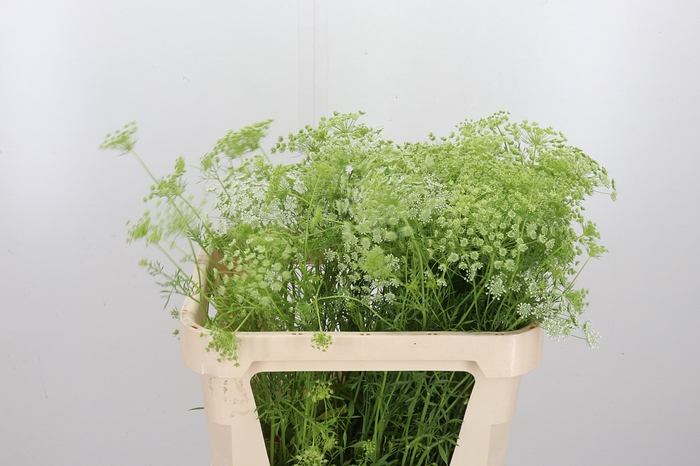<h4>Ammi Majus Graceland</h4>