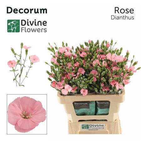 <h4>DI TE SOLOMIO ROSE</h4>