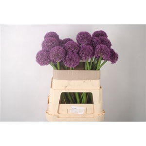 Allium Grootbloemig