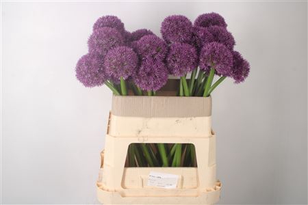 <h4>Allium Grootbloemig</h4>