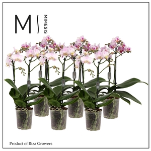 Phalaenopsis Light Pink 2 spike - 9cm | Mimesis