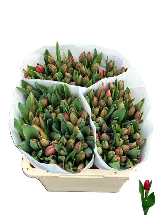 <h4>TU EN LAMITIE</h4>