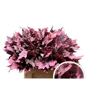 Quercus rubra   ...colored H%