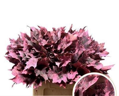 <h4>Quercus rubra   ...colored H%</h4>