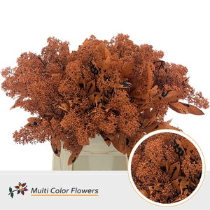 Skimmia Halloween (oranje splash zwart)