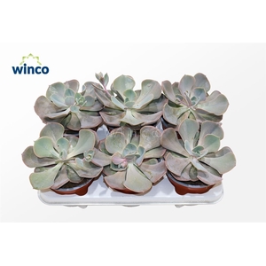Echeveria Dusty Rose