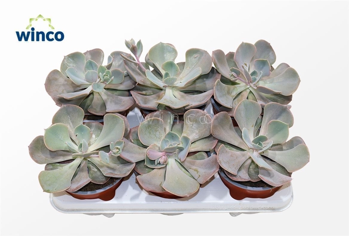 <h4>Echeveria Dusty Rose</h4>
