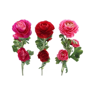 Ranunculus Lovely