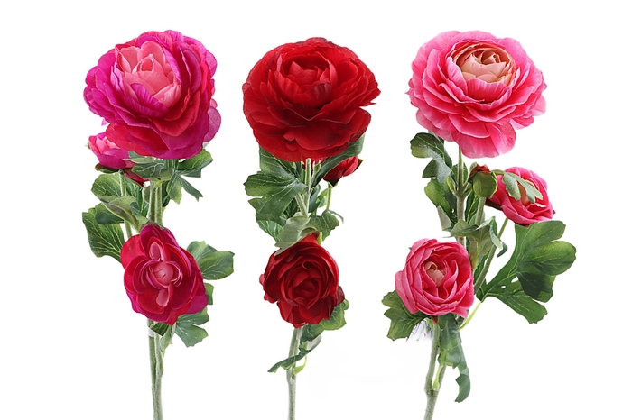 Ranunculus Lovely
