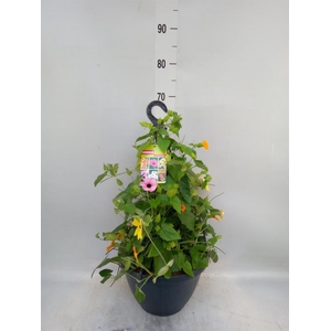 Thunbergia alata   ...