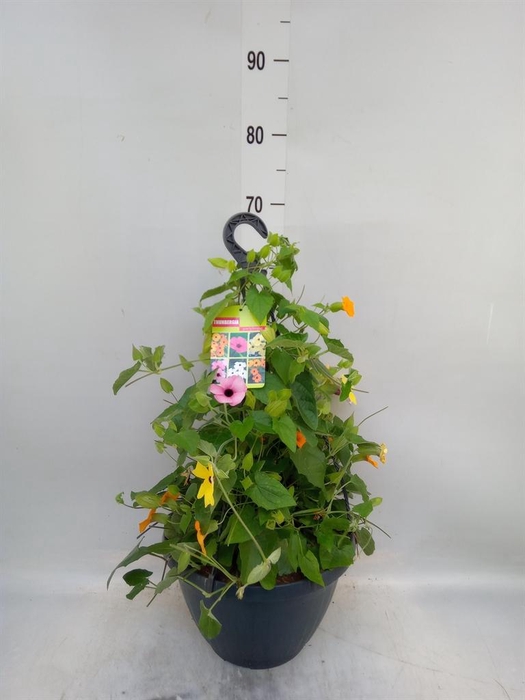 <h4>Thunbergia alata   ...</h4>
