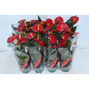 ANTHURIUM RED SUCCESS P09