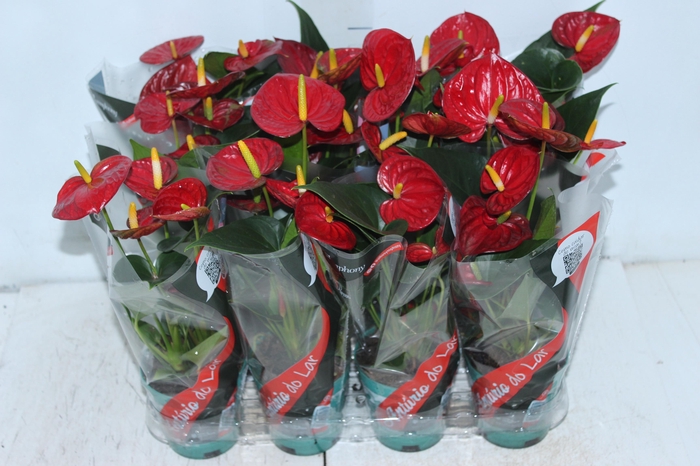 <h4>ANTHURIUM RED SUCCESS P09</h4>