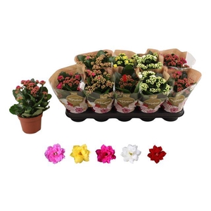 KALAN CALAN MIX ROSALINA P12