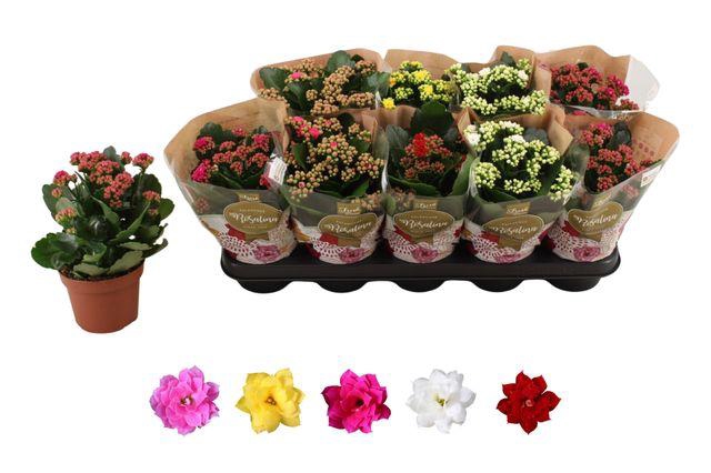 <h4>KALAN CALAN MIX ROSALINA P12</h4>