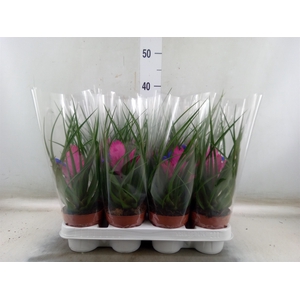 Tillandsia cyanea 'Josee'