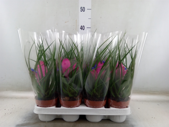 <h4>Tillandsia cyanea 'Josee'</h4>