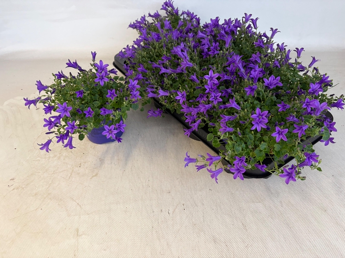 <h4>CAMP POR GEM 3 KL</h4>