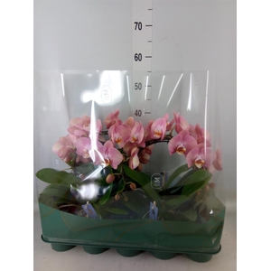 Phalaenopsis   ...rose