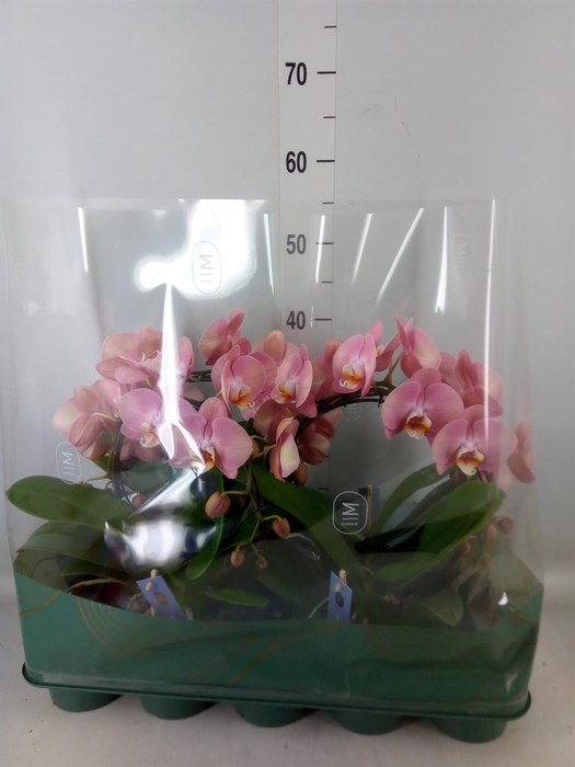 <h4>Phalaenopsis ...rose</h4>