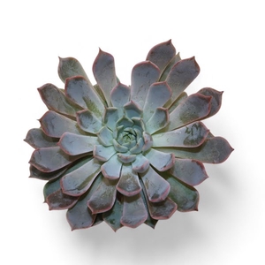 Echeveria Rosea Cutflower