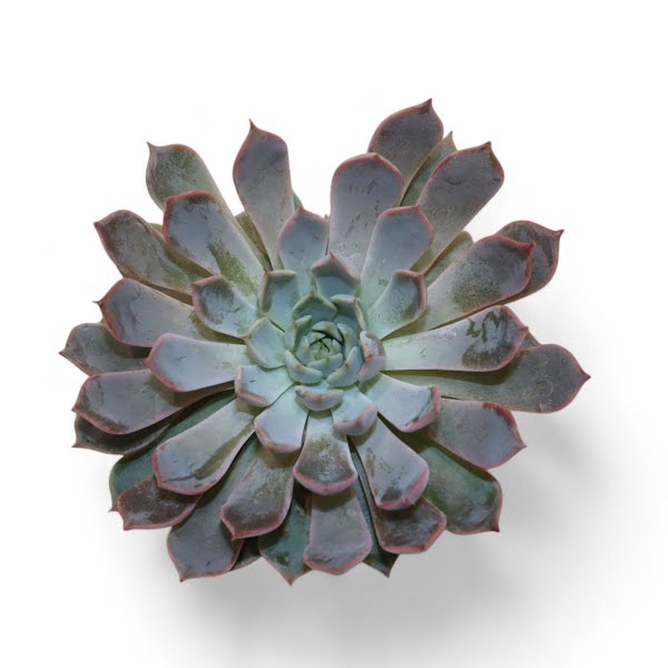 <h4>Echeveria Rosea Cutflower</h4>