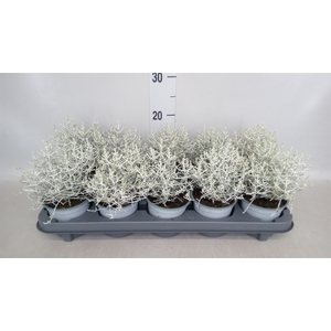 Leucophyta     [Calocephalus]