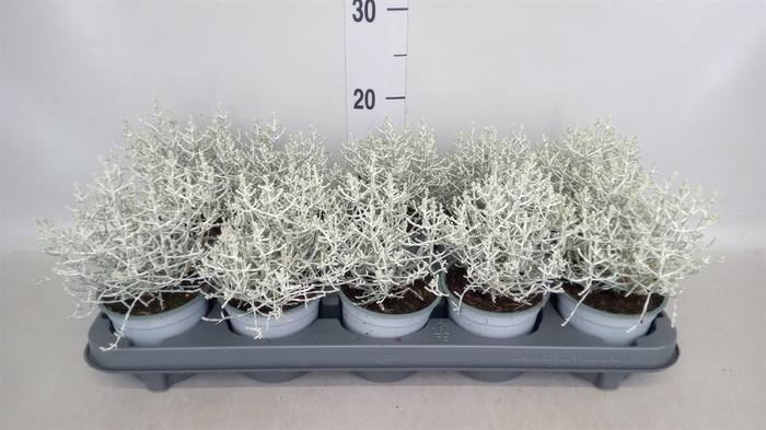 <h4>Leucophyta     [Calocephalus]</h4>