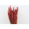Dried Triticum X5 Red Bunch