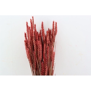 Dried Triticum X5 Red Bunch