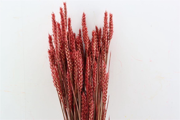 Dried Triticum X5 Red Bunch